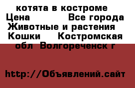 котята в костроме › Цена ­ 2 000 - Все города Животные и растения » Кошки   . Костромская обл.,Волгореченск г.